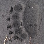 Bear Track at Aniakchak National Monument and Preserve